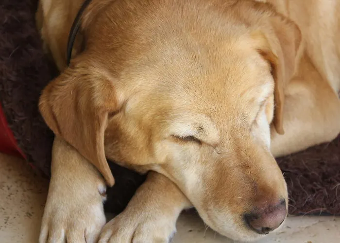 Guest house Hillview House, Donegal Town