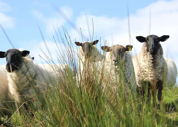 Guest house Hillview House, Donegal Town